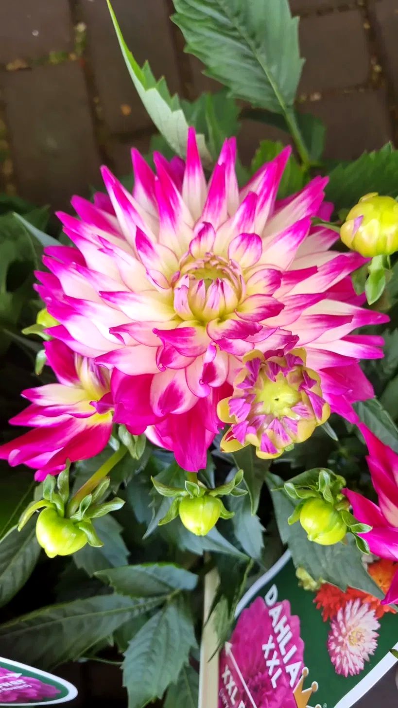Herfstbloemen