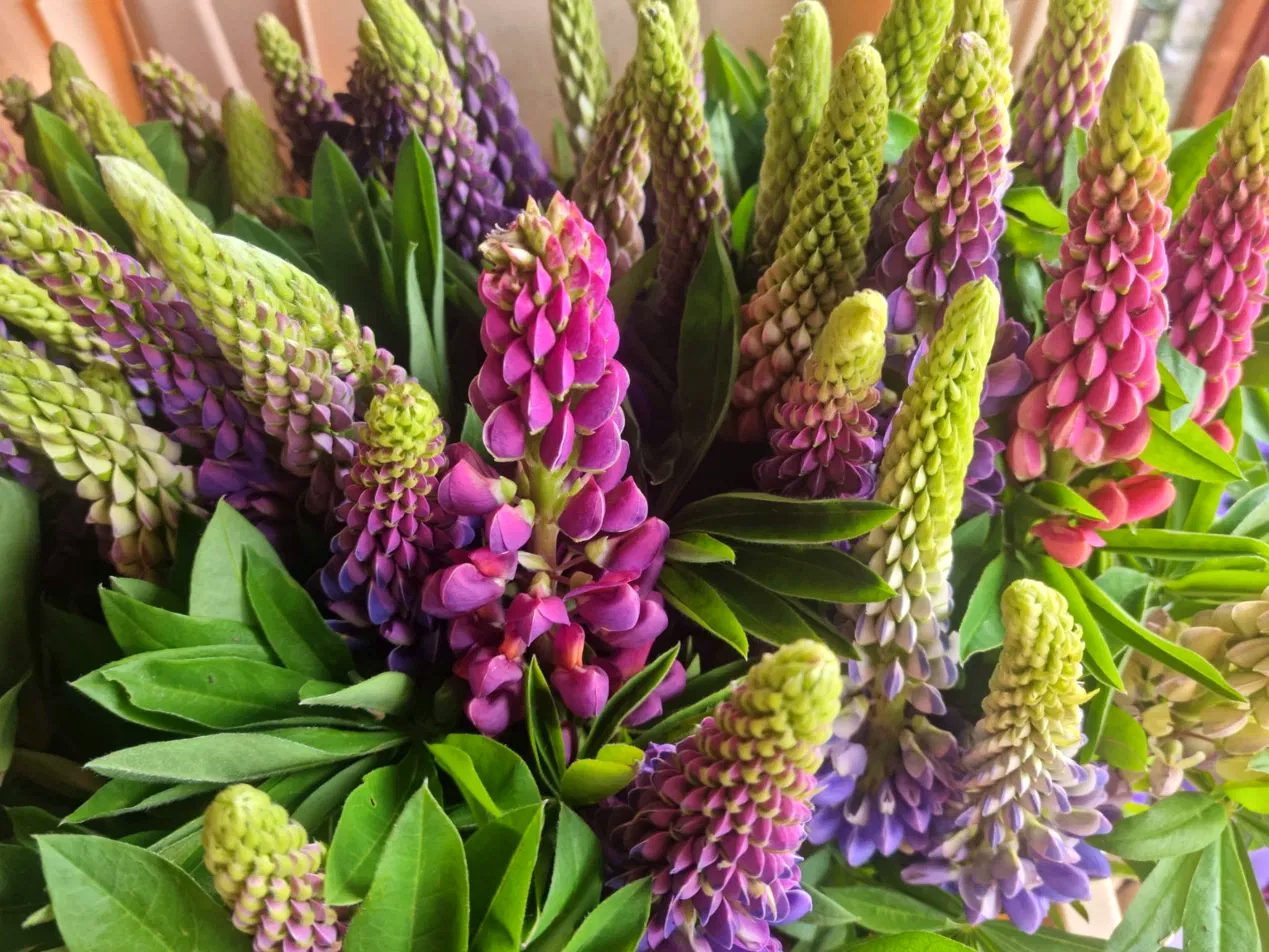 Voorjaarsbloemen